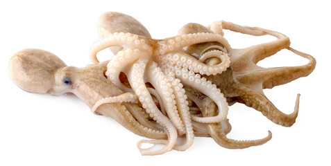 fresh octopus an isolated on a white background