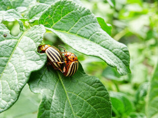 Destruction of the potato crop by the Colorado potato beetle