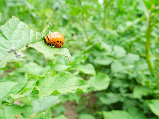 Destruction of the potato crop by the Colorado potato beetle