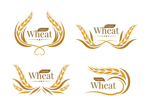 Organic wheat logo - yellow gold paddy wheat line curve style collection vector design