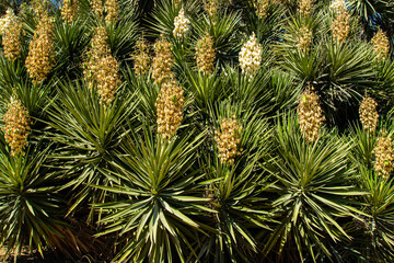 cactus plant