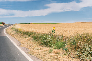 general shot of a sunflower that has hatched alone between the road and a wheat crop