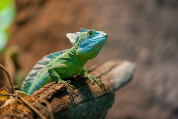 STIRNLAPPENBASILISK.