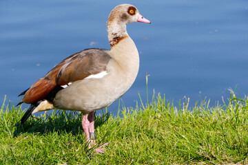 Nilgans