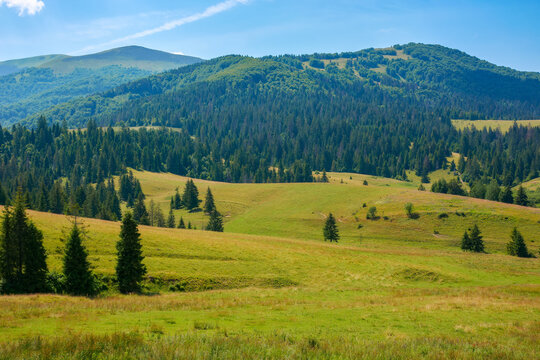 mountainous rural landscape in summer. green grassy pastures on the hill by the forest. wonderful sunny weather. ecotourism in carpathians