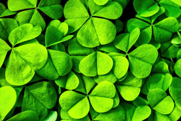Obraz na płótnie Canvas Background with green clover leaves for Saint Patrick's day. Shamrock.