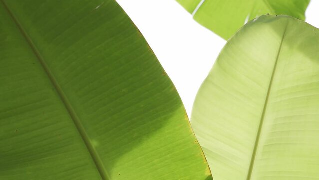 Banana leafs in the sunny day