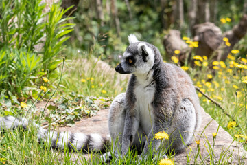 Maki catta - Lemur catta - en observation	