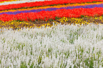 北海道美瑛の広大な大自然「四季彩の丘」