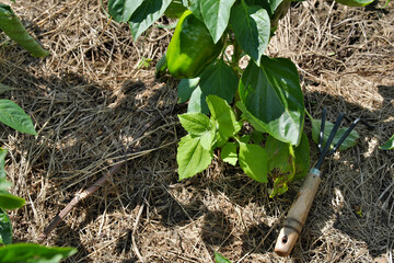 Young bell pepper bushes in the garden with a small rake for loosening the soil.