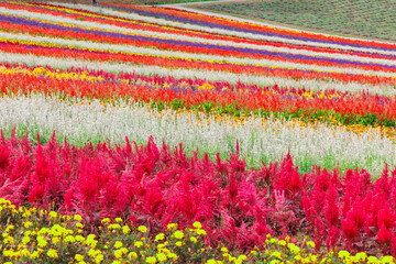 北海道美瑛の広大な大自然「四季彩の丘」