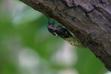夏虫のイメージ蝉