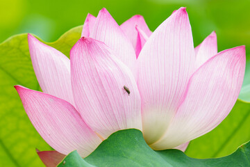 蓮の花は淡く綺麗な花