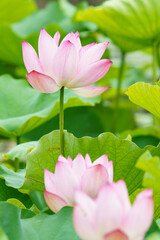 蓮の花は淡く綺麗な花