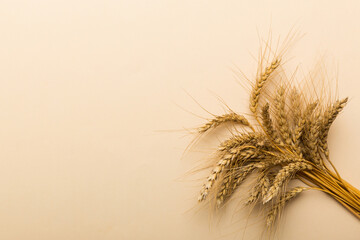 Obraz premium Sheaf of wheat ears close up and seeds on colored background. Natural cereal plant, harvest time concept. Top view, flat lay with copy space. world wheat crisis