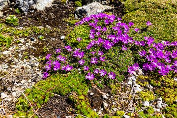 Fototapeta premium Purple saxifrage grows in rocky mountains on top of Lomnicky peak