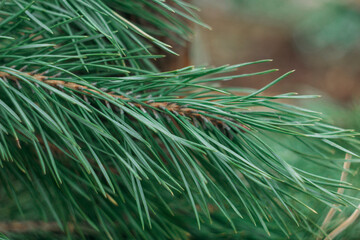 Pine green branches. Long Pine Needles Selective Focus