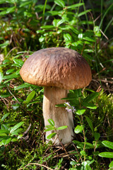 Nature of Europe - mushroom Penny Bun (King bolete) in forest