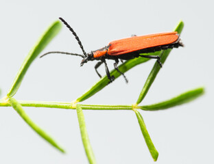 Net-winged beetle (Lygistopterus sanguineus)