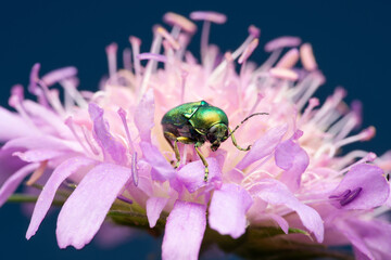 Leaf beetle Cryptocephalus hypochaeridis
