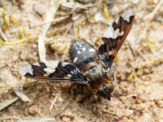 Bee-fly Exoprosopa capucina