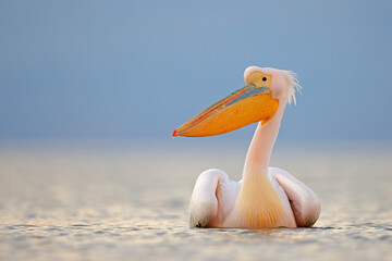 Pelikan różowy