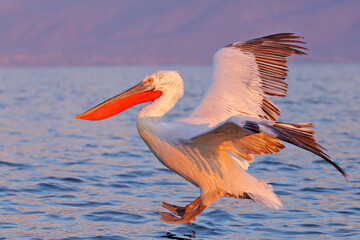 Pelikan kędzierzawy