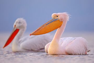 Pelikan różowy - obrazy, fototapety, plakaty