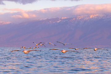 Pelikan kędzierzawy © Grzegorz