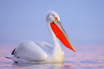 Pelikan kędzierzawy