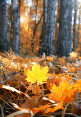bright orange fallen maple leaves on abstract sunny natural background. symbol of fall season. autumn forest landscape.
