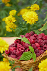 raspberries in a basket