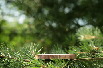 A round carved slab of wood lies on the branches of spruce, pine, a stand for an object, a podium...