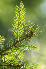 Background of juicy greenery of spruce, pine, small depth of field, beautiful bokeh, coniferous needles, macro photography.