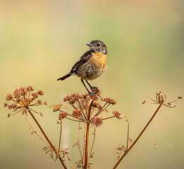 Stonechat