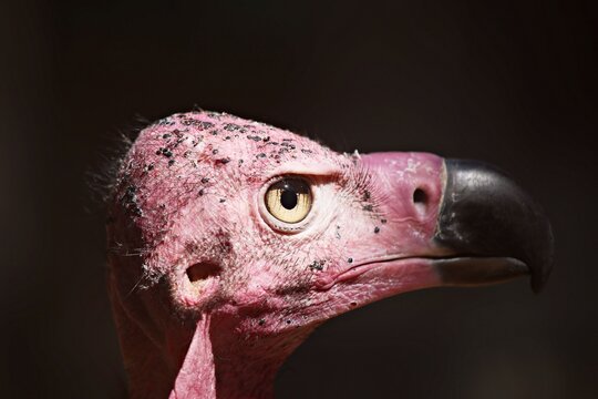 Critically Endangered species Red-headed Vulture or Sarcogyps calvus close-up or portrait at Nakhon Ratchasima, Thailand.