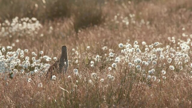 Eurasian Curlew among cotton grass backlit by the warm evening light