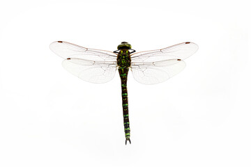 Green Snaketail dragonfly on a white background.