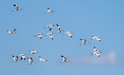 Avocets in flight