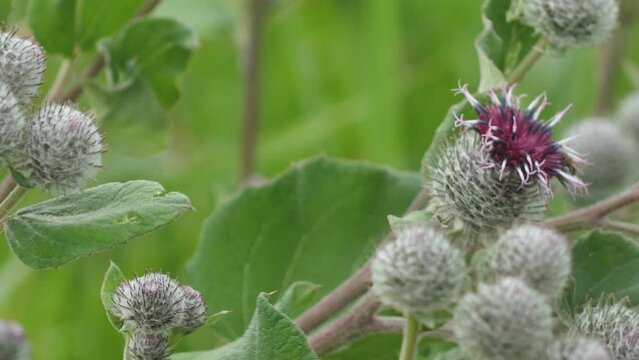 Blooming medical plant burdock. The burdock flowers sway in the wind. Thorn of Agrimony with pink flowers. Flowering Great Thistle (Arctium lappa)