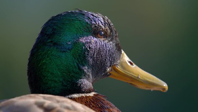 close up of duck face detailed with blurred background 