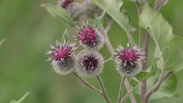 Blooming medical plant burdock. The burdock flowers sway in the wind. Thorn of Agrimony with pink flowers. Flowering Great Thistle (Arctium lappa)