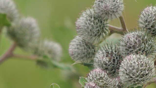 Blooming medical plant burdock. The burdock flowers sway in the wind. Thorn of Agrimony with pink flowers. Flowering Great Thistle (Arctium lappa)