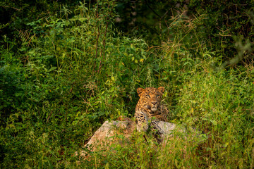 indian wild male leopard or panther closeup on big rock in natural monsoon green background during outdoor jungle safari at forest of central india asia - panthera pardus fusca