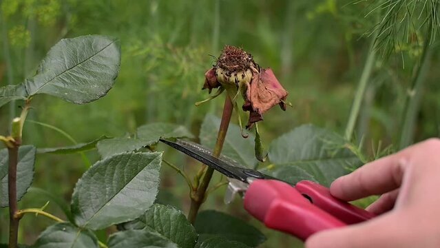 Pruning a faded rose with pruning shears in the garden. Gardening and floriculture. Care and cultivation of roses on the farm or near the house outside.