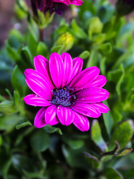 Close-up on purple Cape Marguerite in a flowerbed