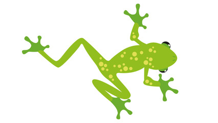 Green frog, bottom view, illustration