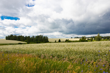 Summer landscape. Natural background. Bean fields. Rain clouds.