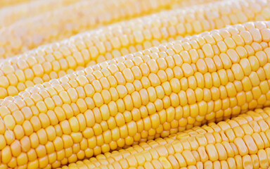 Ears of fresh corn in the street market, Istanbul. Pupular street food among tourists and residents