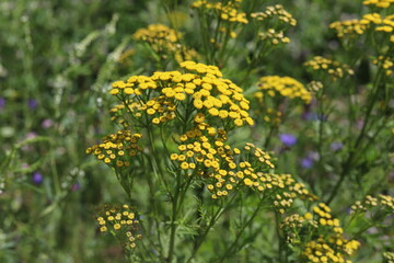 Obraz premium Tanacetum vulgare. Yellow flowers of common tansy, bitter buttons.